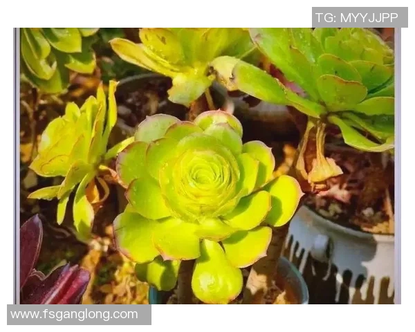 网球新手必看团队协作技巧与实用策略全面指南